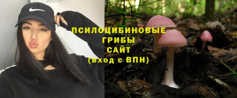 Галлюциногенные грибы Psilocybe  купить наркотик  Заполярный 